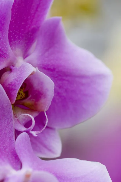 Beautiful Orchid Flower Plant Flora Petals — Stock Photo, Image