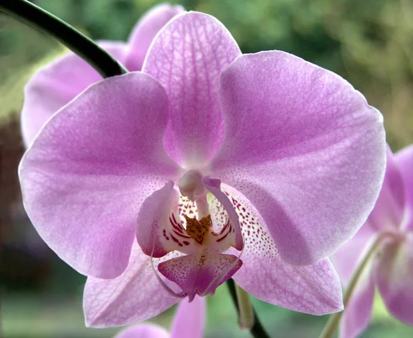 Vacker Orkidé Blomma Dekorativ Växt — Stockfoto
