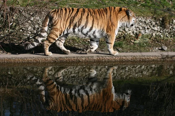 Dravec Divoká Kočka Pruhované Tygří Zvíře — Stock fotografie