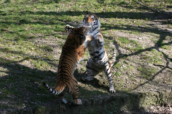 Predator Wildcat Striped Tiger Animal — Stock Photo, Image