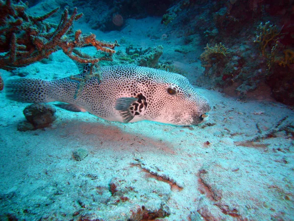 海の中のフグ水中海洋生物 — ストック写真