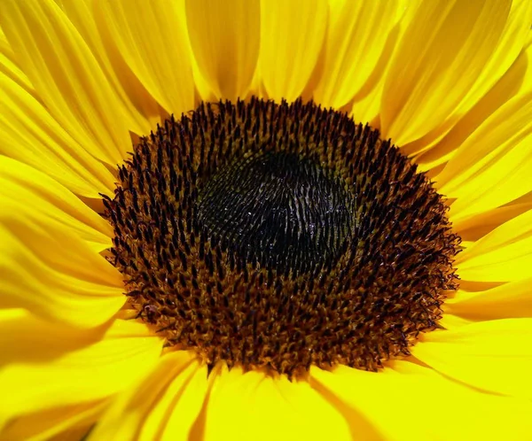 Hermoso Plano Botánico Fondo Pantalla Natural — Foto de Stock