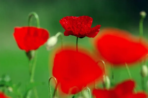 Vista Cerca Hermosas Flores Amapola Silvestre — Foto de Stock