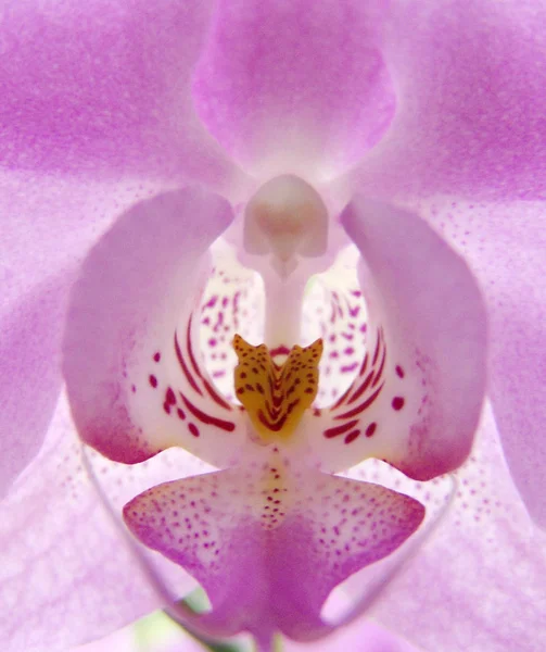 Vacker Botanisk Skott Naturlig Vägg — Stockfoto