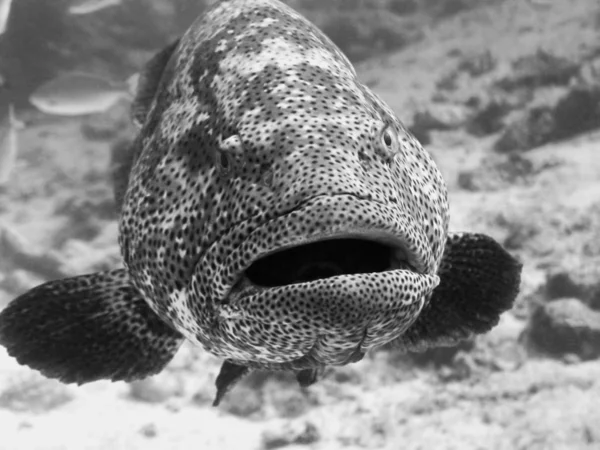 Carta Parati Tema Marino Colpo Subacqueo — Foto Stock