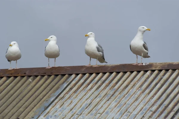 Vista Gaviotas Hábitat Concepto Salvajismo — Foto de Stock