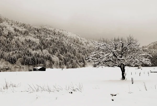 Vista Una Scena Invernale — Foto Stock