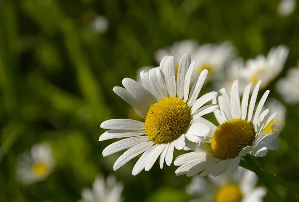 Les Fleurs Des Prés Été Flore Nature — Photo