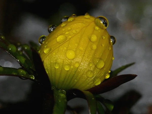 Bel Colpo Botanico Carta Parati Naturale — Foto Stock