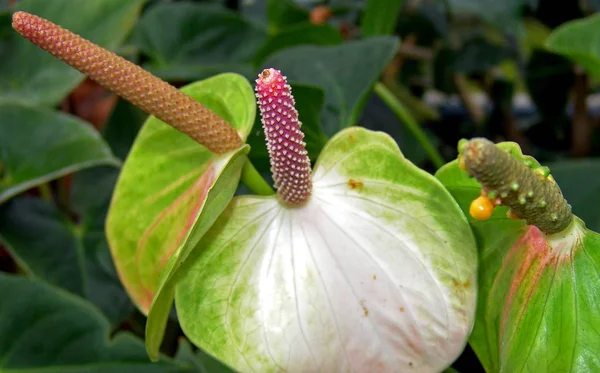 Mooie Bloeiende Bloemen Natuur Achtergrond — Stockfoto