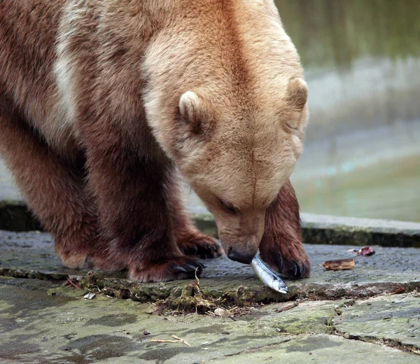 Großaufnahme Von Tier Zoo — Stockfoto