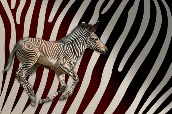 Zebra Zoo — Zdjęcie stockowe