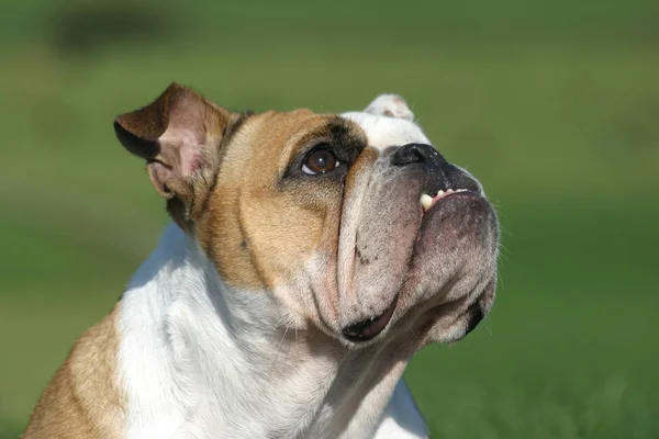 英国斗牛犬宠物 英国斗牛犬 — 图库照片