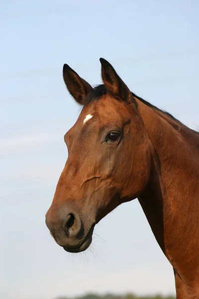 cute horse at wild nature