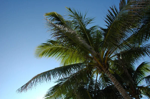 Key West Сша Nikon D70 — стоковое фото