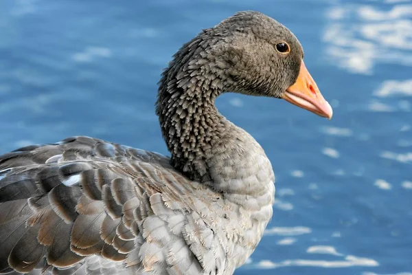 Naturskønne Udsigt Gås Fugl Naturen - Stock-foto