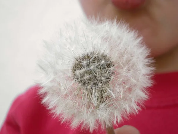 Улучшенный Вид Натурального Цветка Одуванчика — стоковое фото