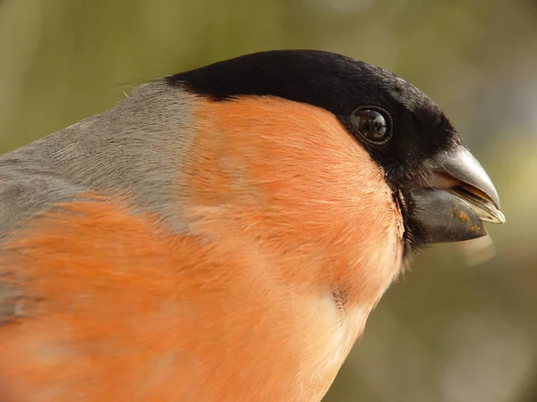 Schilderachtige Vogel Thema Schot — Stockfoto
