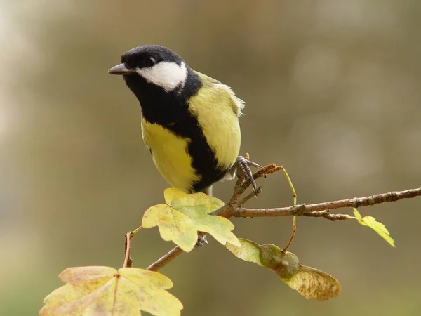 Malowniczy Widok Piękny Ptak Titmouse — Zdjęcie stockowe