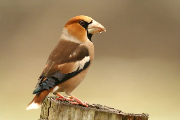 Scenic View Beautiful Bird Nature — Stock Photo, Image