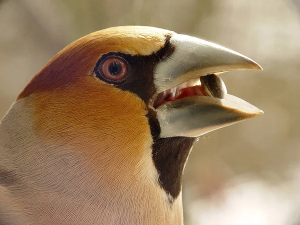 Vacker Utsikt Över Vacker Fågel Naturen — Stockfoto