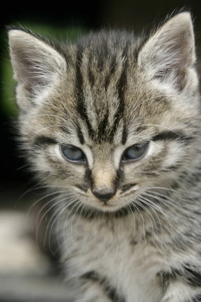 Jonge Dieren Selectieve Focus — Stockfoto