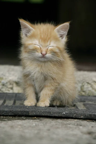 Jonge Dieren Selectieve Focus — Stockfoto