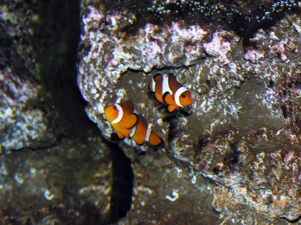 Clown Fish Sea Underwater — стоковое фото