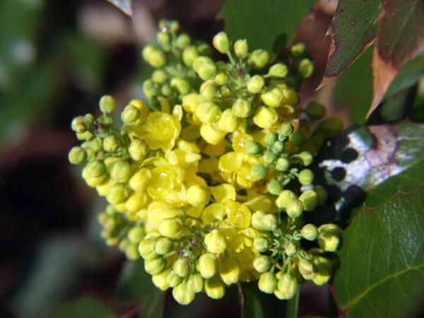 Piękne Botaniczne Ujęcie Naturalna Tapeta — Zdjęcie stockowe