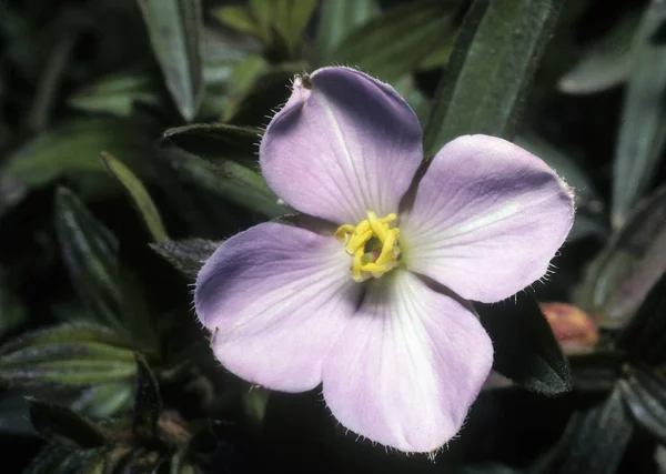 Vacker Botanisk Skott Naturliga Tapeter — Stockfoto