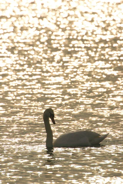 Swan Contre Lumière — Photo