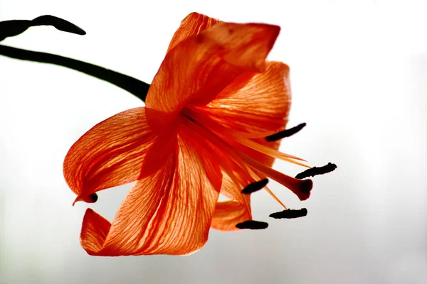 Vista Vicino Del Bellissimo Fiore Giglio — Foto Stock