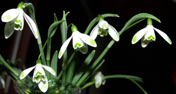 Primavera Blanco Nevadas Flores — Foto de Stock