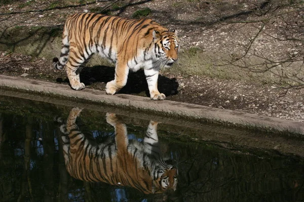 Sibirischer Tiger Gestreiftes Tier — Stockfoto