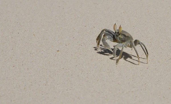 Caranguejo Praia Dos Crustáceos Que Formam Com Quase 000 Espécies — Fotografia de Stock