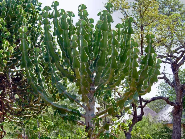 Cacto Planta Tropical Exótica — Fotografia de Stock