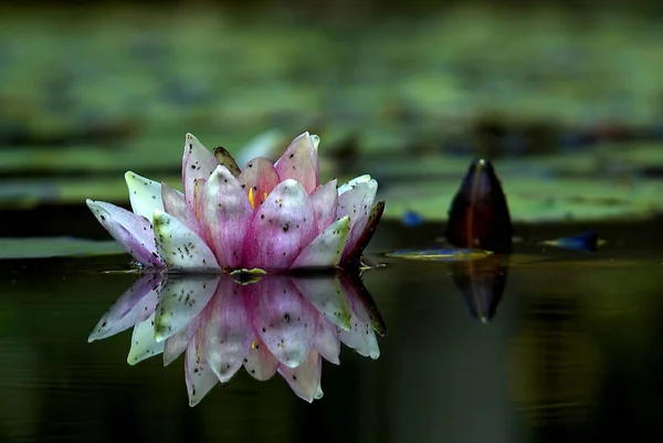 Lírio Água Flores Lago Flora Natureza — Fotografia de Stock