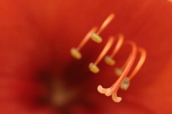 Amaryllis Bloemblaadjes Flora Bloei — Stockfoto