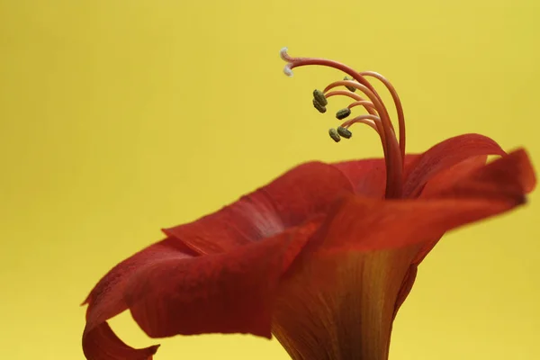 Amaryllis Pétales Fleurs Floraison Florale — Photo