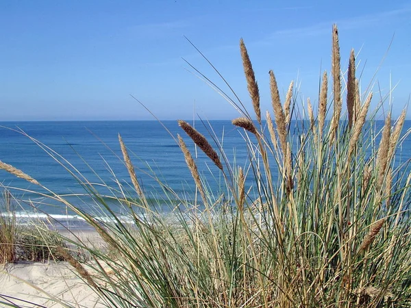 Malerischer Blick Auf Dünen Selektiver Fokus — Stockfoto