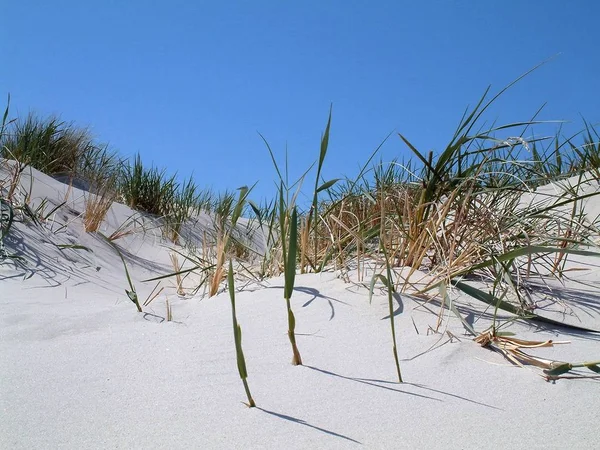 Den Dünen Von Skallingen — Stockfoto