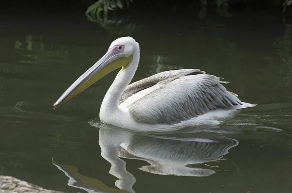 Pelikanvogel Mit Langem Schnabel — Stockfoto