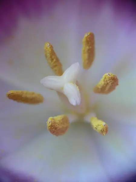 Bella Vista Fiori Tulipano Naturale — Foto Stock