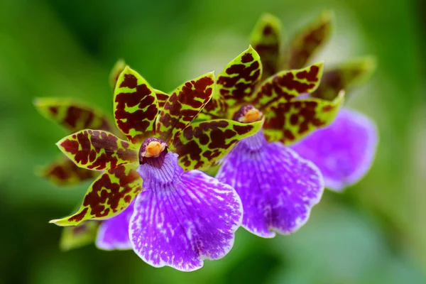 Vacker Orkidé Blomma Växt Flora Kronblad — Stockfoto