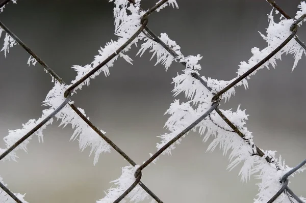 Foresta Invernale Con Alberi Innevati — Foto Stock