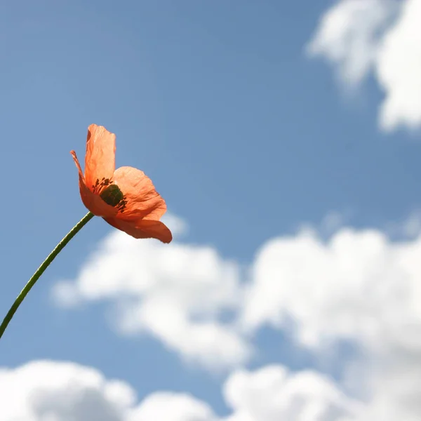 Vista Cerca Hermosas Flores Amapola Silvestre —  Fotos de Stock