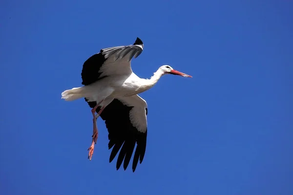 Fauna Silvestre Fauna Natural Cegonha — Fotografia de Stock