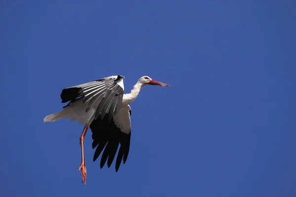 Pássaro Cegonha Vida Selvagem Fauna Natura — Fotografia de Stock