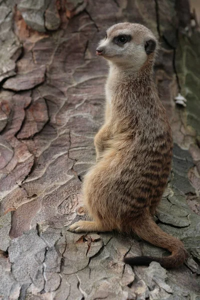 Closeup of animal at zoo