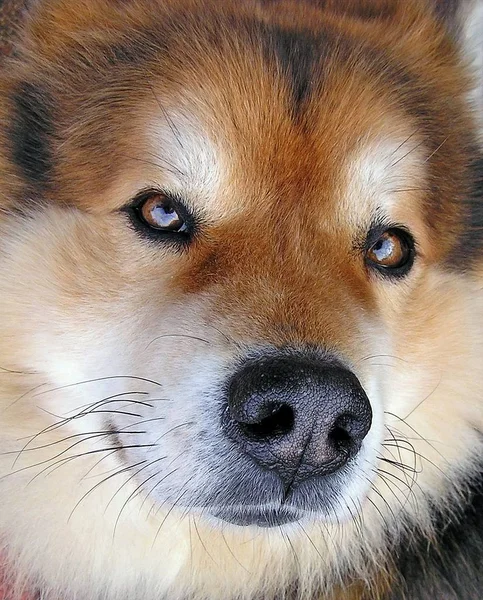 Retrato Cão Bonito — Fotografia de Stock